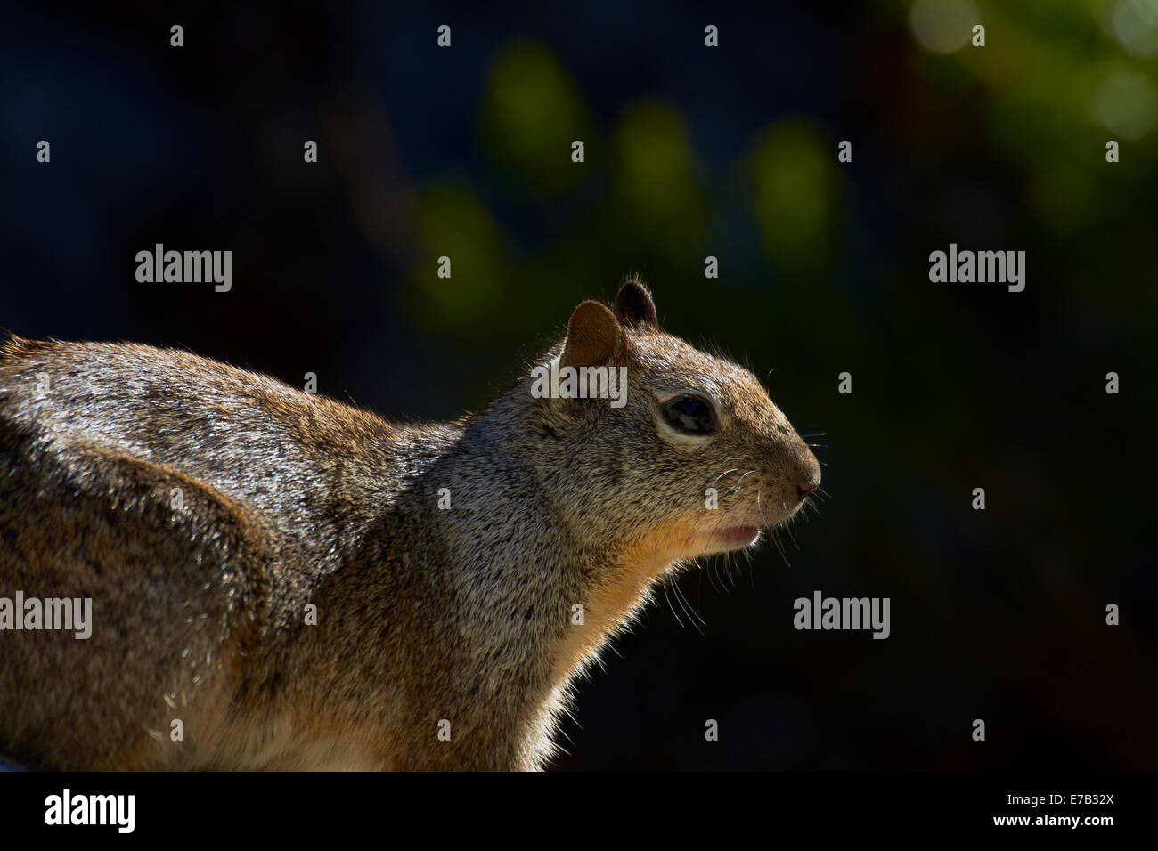 California ground squirrel (Otospermophilus beecheyi), by The Mist