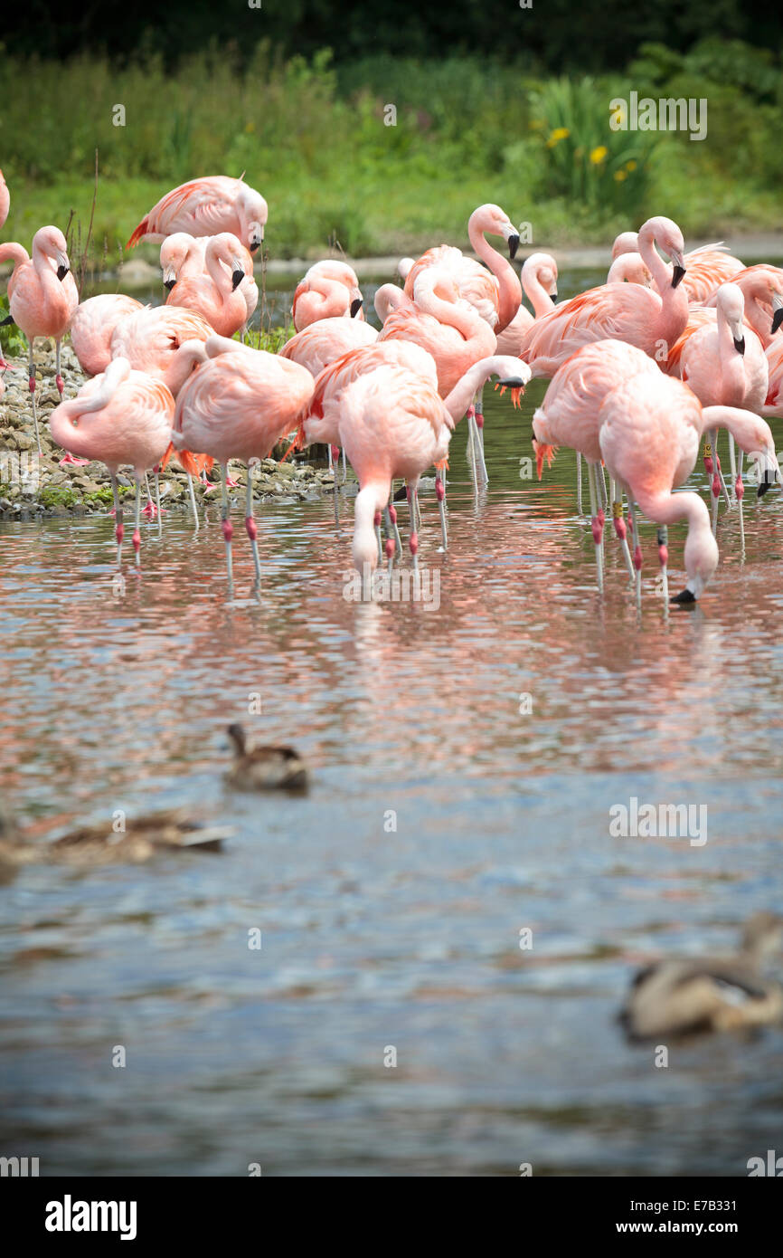 Bird in nature serene waiting Stock Photo - Alamy
