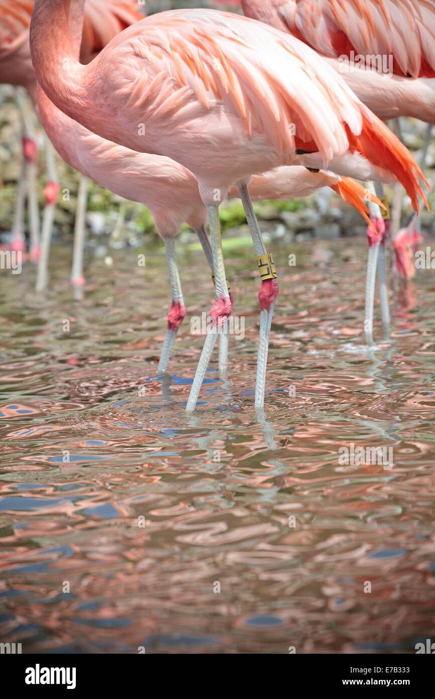 Bird in nature serene waiting Stock Photo - Alamy