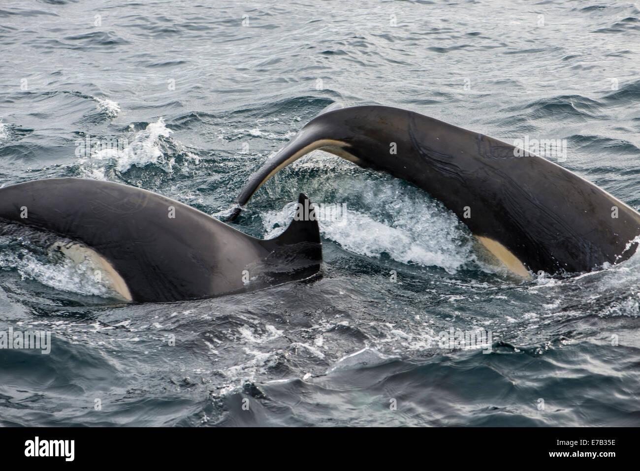 Orcas diving, Antarctic waters Stock Photo