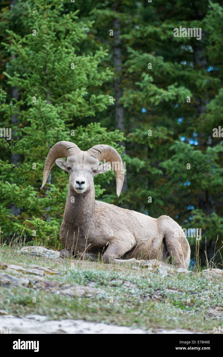 Bighorn Sheep in the Canadian Rockies Stock Photo - Alamy