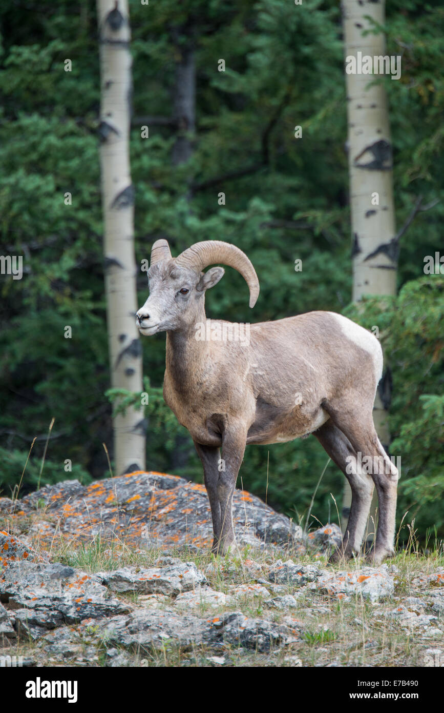 Bighorn Sheep in the Canadian Rockies Stock Photo - Alamy