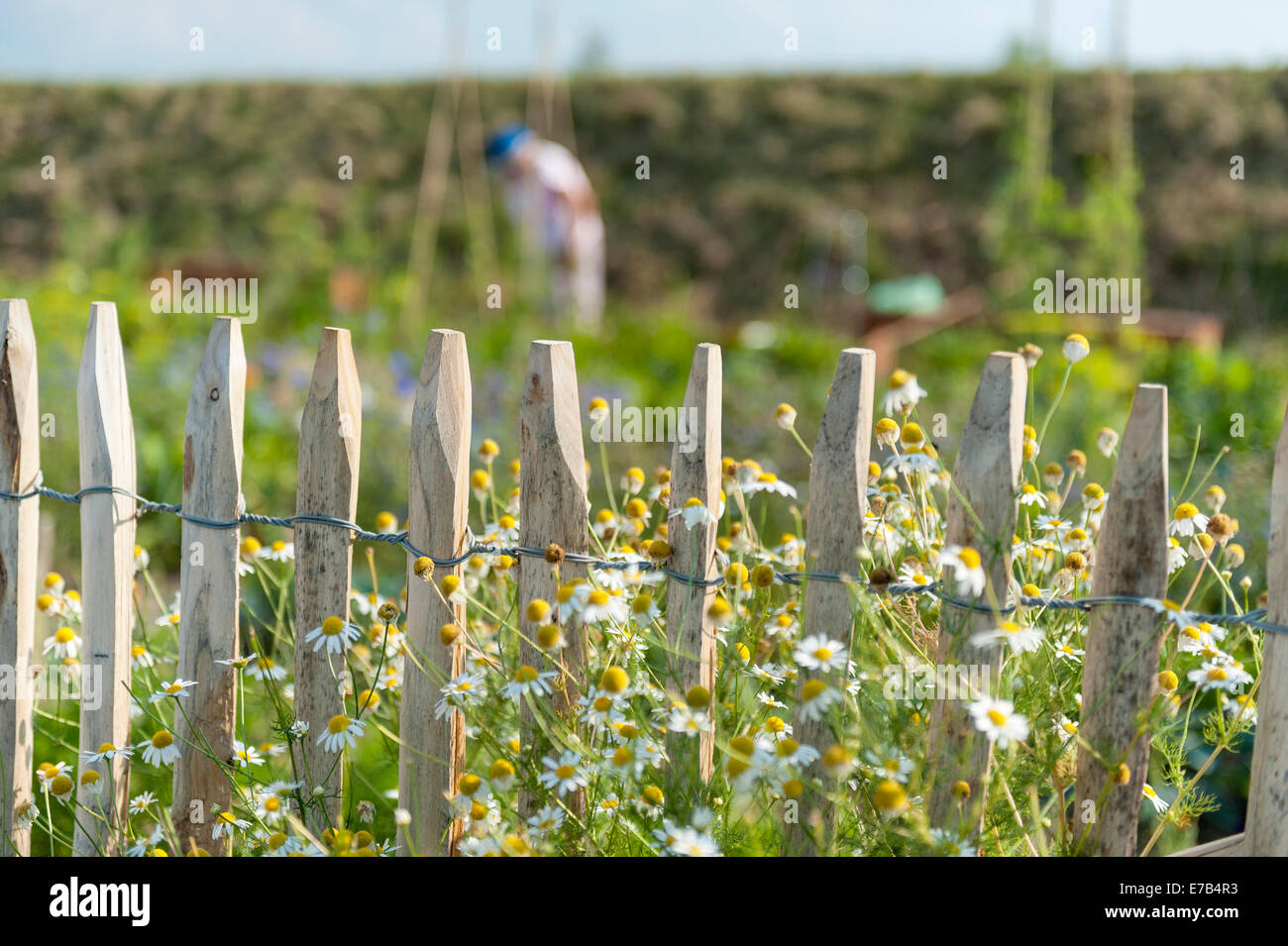 Mature women garden fence hi-res stock photography and images - Alamy