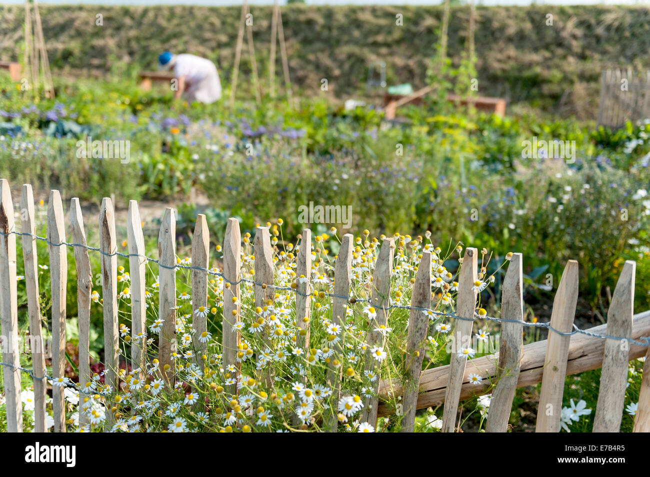 Mature women garden fence hi-res stock photography and images - Alamy
