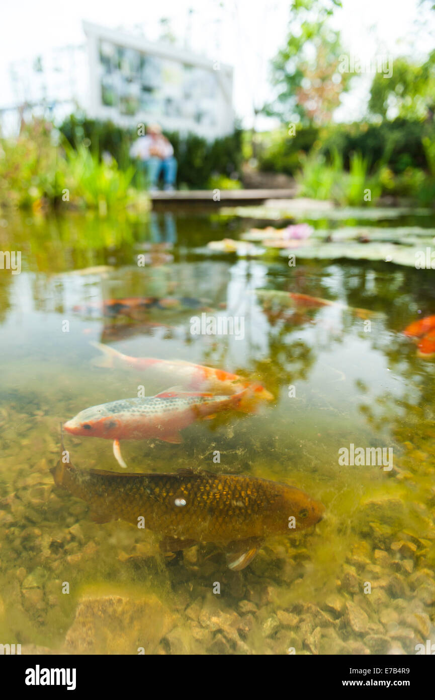 Fishpond with Coys Stock Photo Alamy