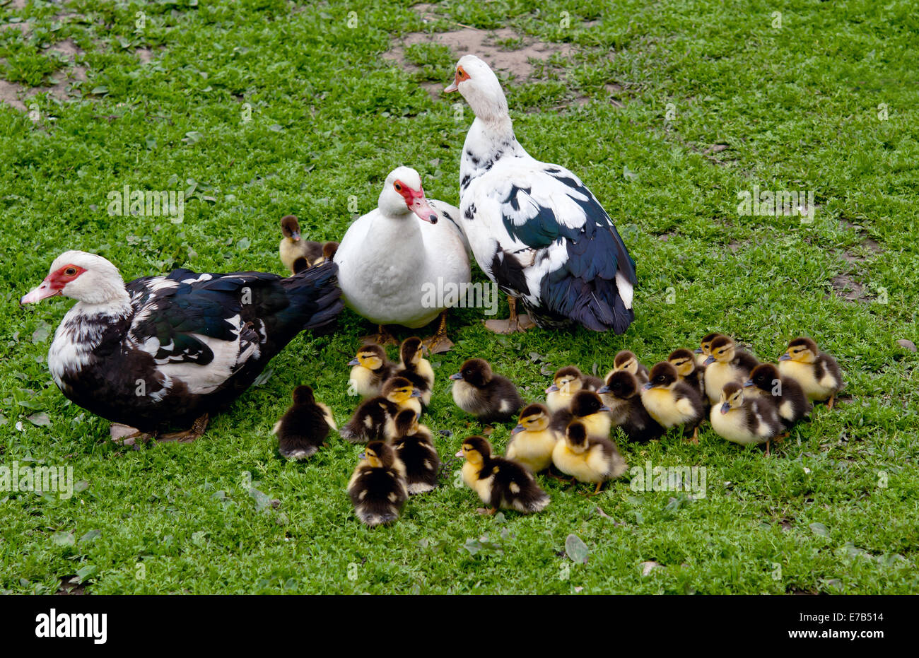 three big muscovy duck with chickens Stock Photo Alamy