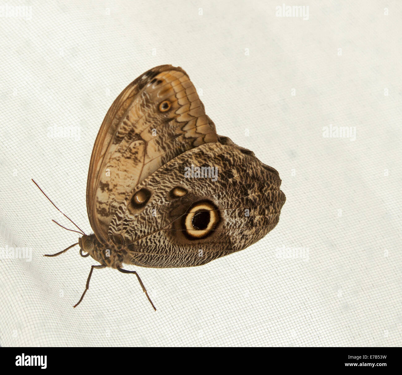 Brown owl butterfly on white background, intricate pattern and dark eye spots on wings, Caligo memnon, Mexico and Costa Rica. Stock Photo