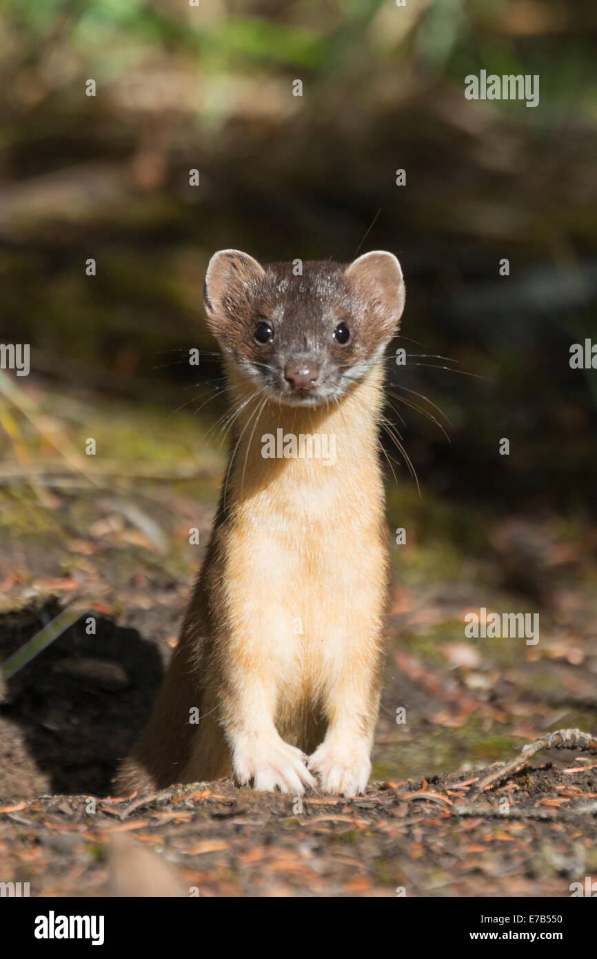 Longtailed weasel in the Canadian Rockies Stock Photo Alamy