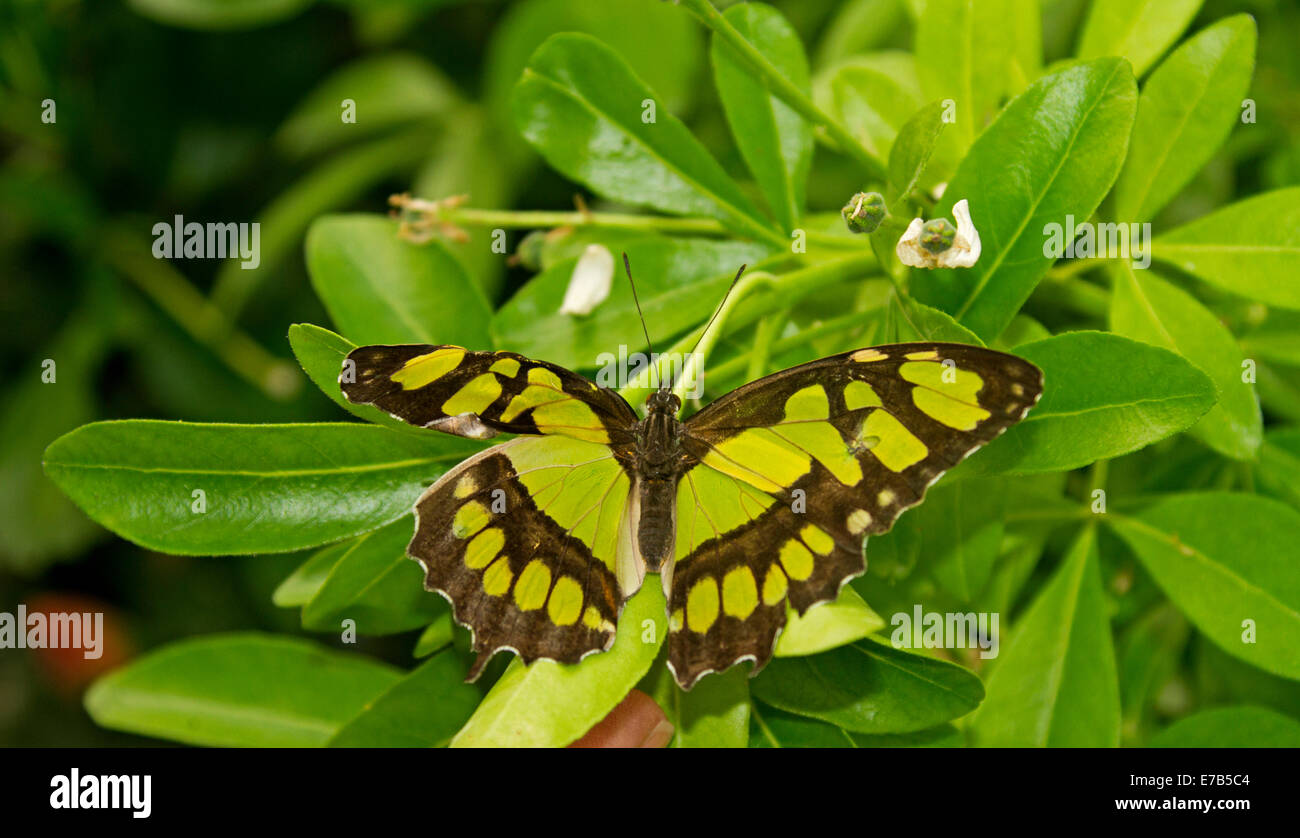 Philaethria dido, scarce bamboo page butterfly /  dido longwing, bright green and black species, camouflaged on green leaves Stock Photo