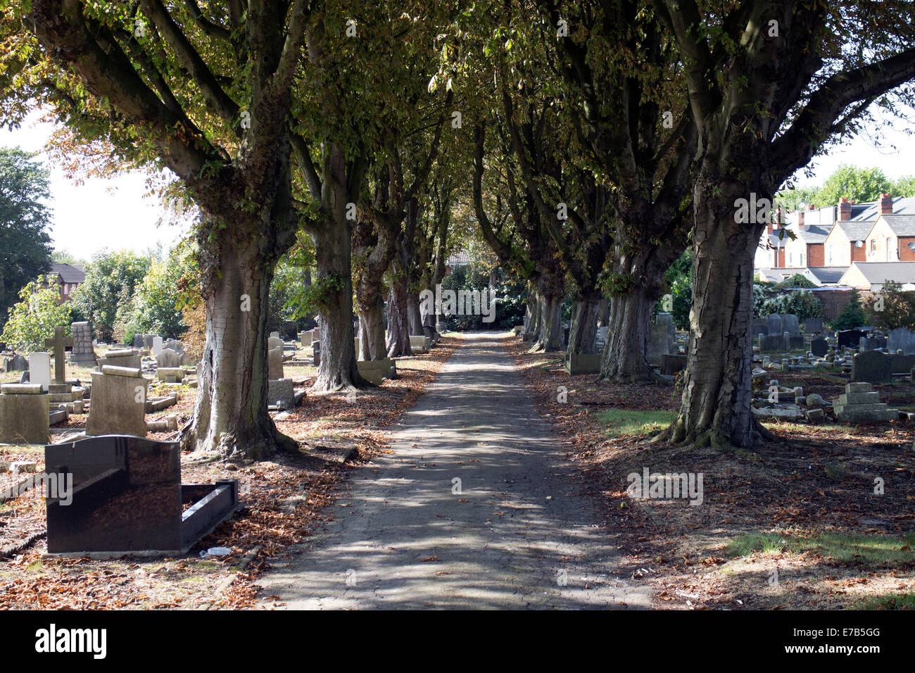 An avenue of Horse Chestnut trees, Yardley Cemetery, Birmingham, West Midlands, England, UK Stock Photo