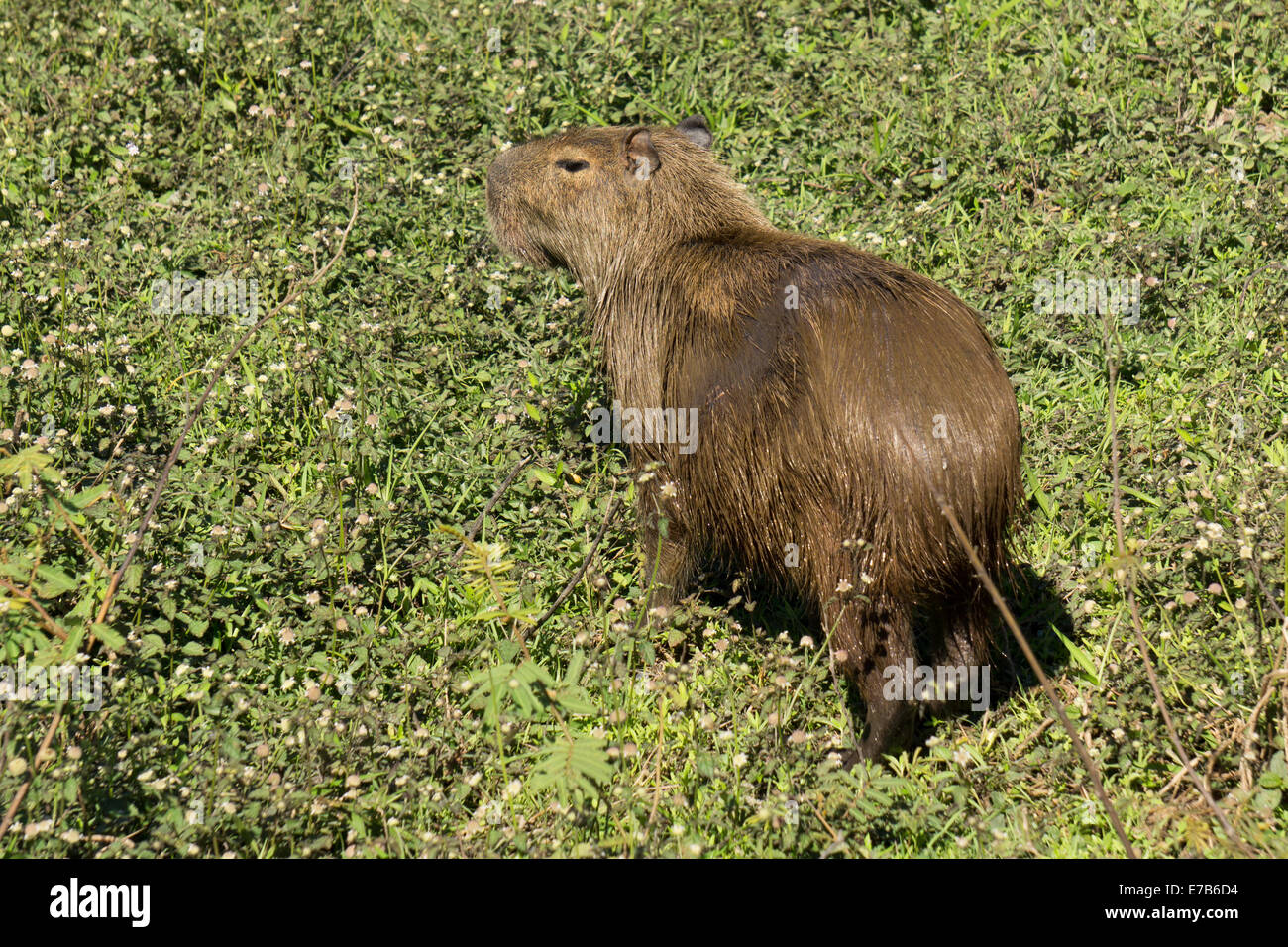 Rear view of Capybara. Hydrochoerus hydrochaeris Stock Photo - Alamy