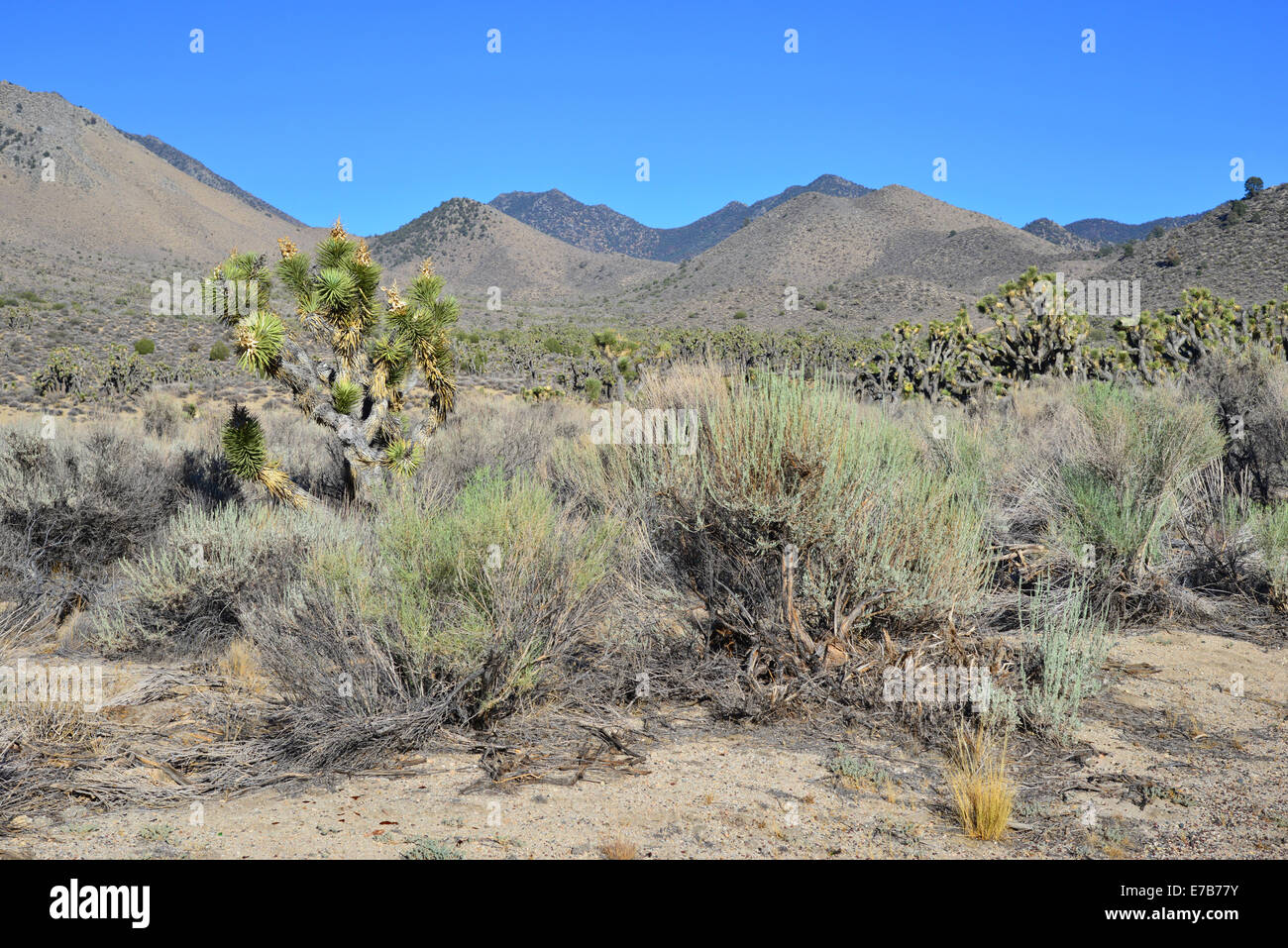 Death Valley National Park, Mojave Desert Stock Photo Alamy