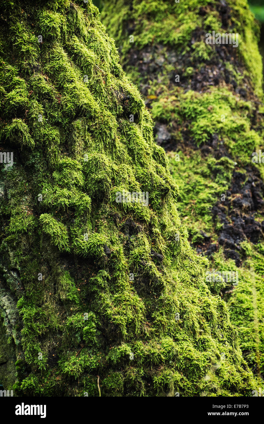 Trunk overgrown green moss hi-res stock photography and images - Alamy