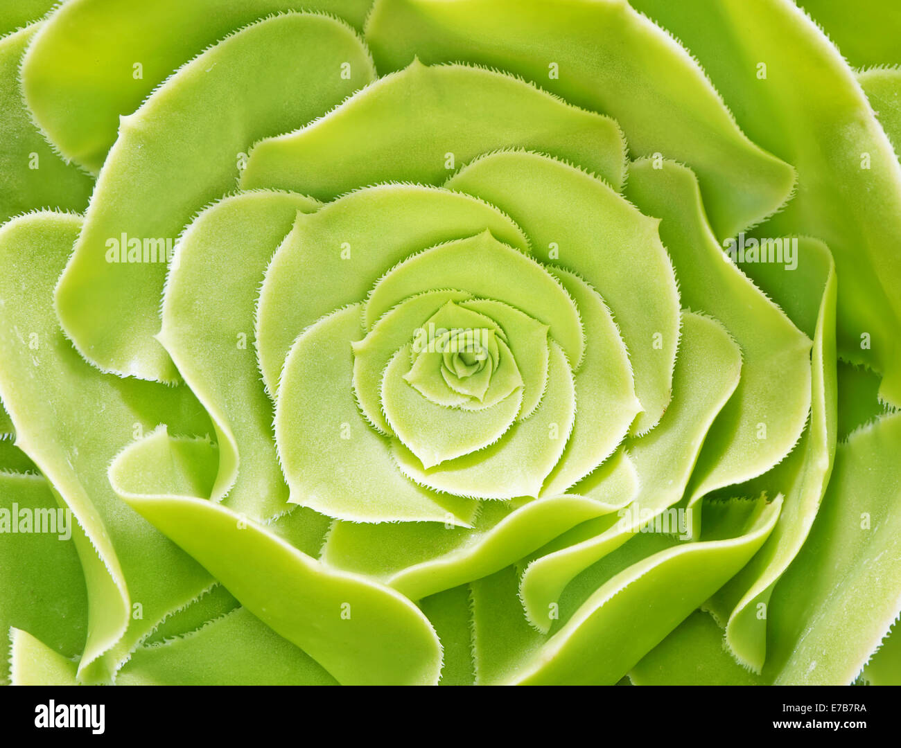 close up macro of flower green color Stock Photo - Alamy