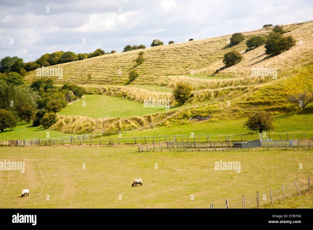 Ancient terraced fields known as strip lynchets cut into a chalk scarp slope at Bishopstone, Wiltshire, England Stock Photo