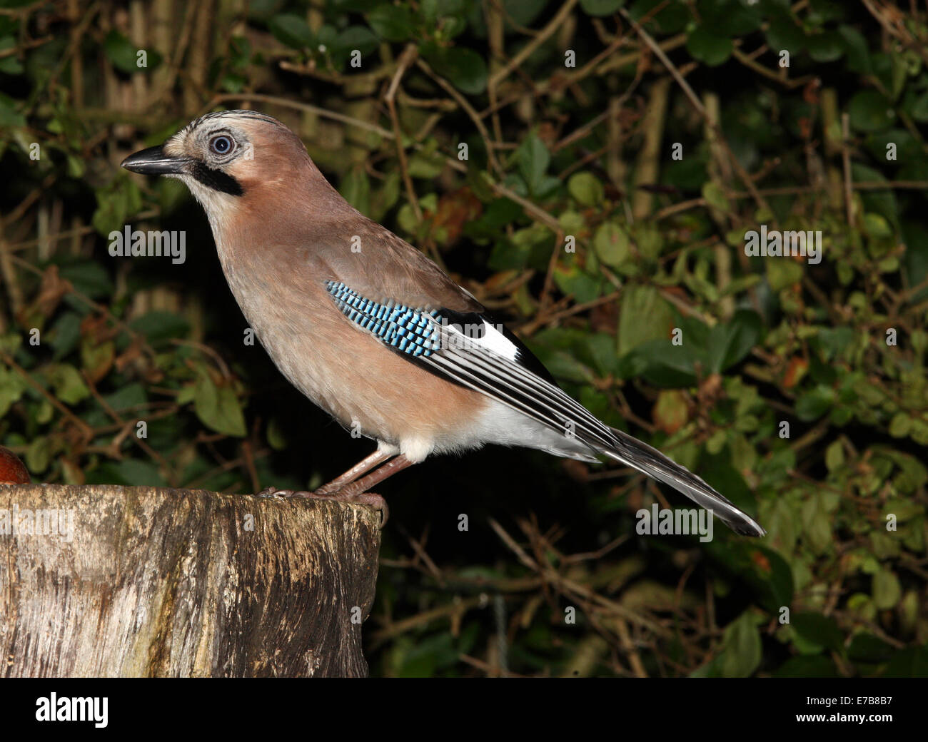 Portrait of a Jay Stock Photo - Alamy