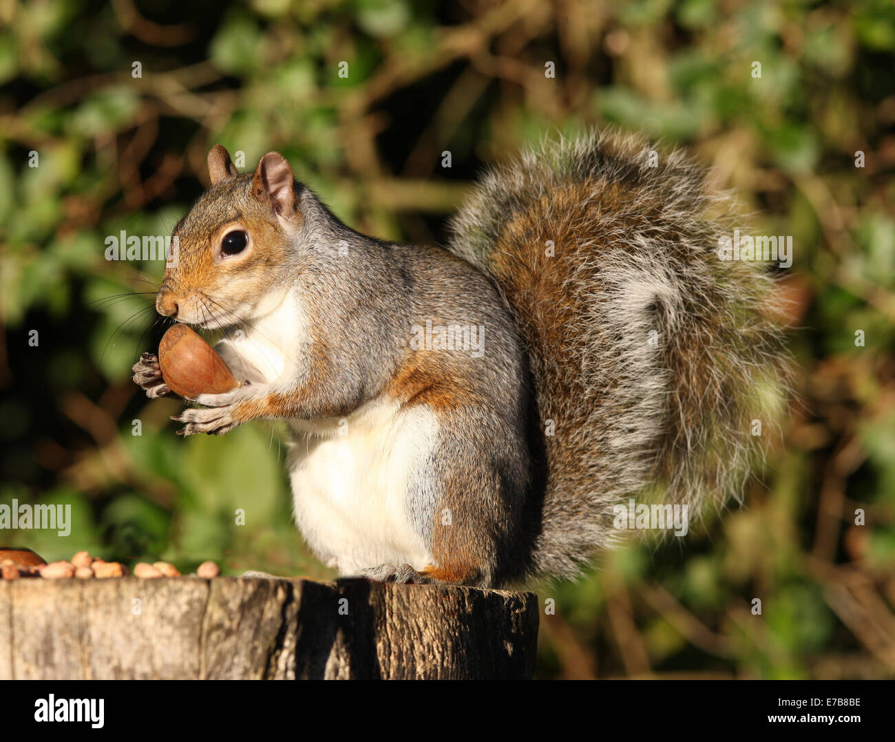 Portrait of a Grey Squirrel eating Chestnuts in Autumn Stock Photo Alamy
