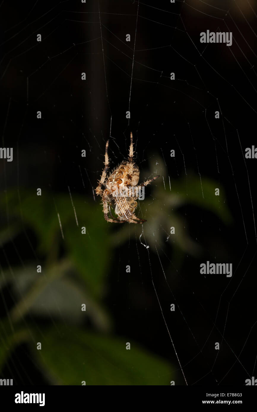 Araneus Diadematus British Garden Spider in its web Stock Photo - Alamy