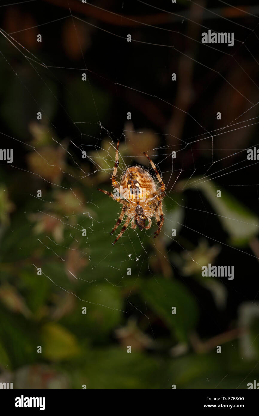 Araneus Diadematus British Garden Spider in its web Stock Photo - Alamy