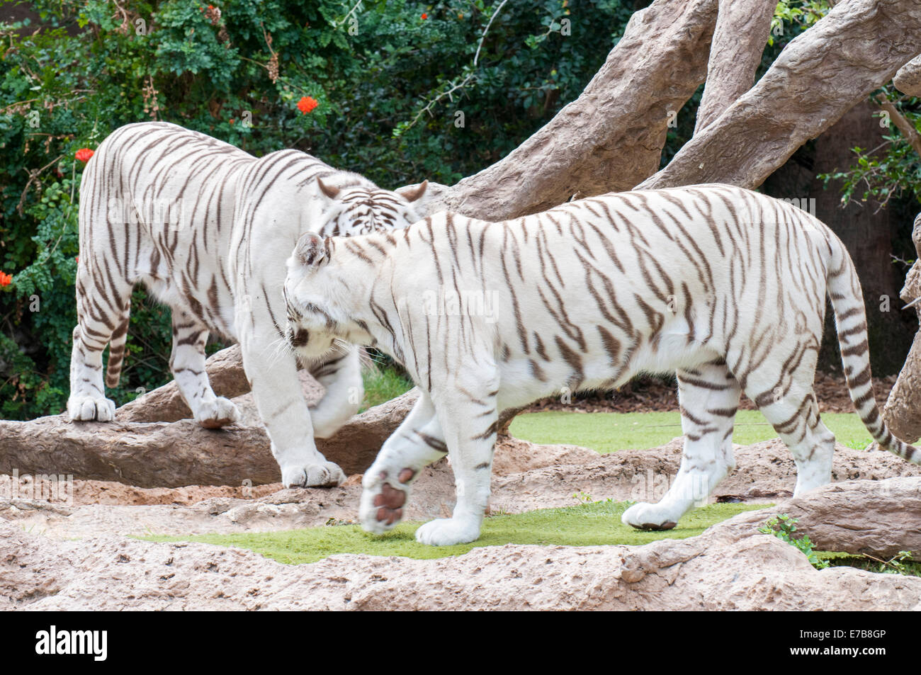 white tiger walking through the jungle Stock Photo - Alamy