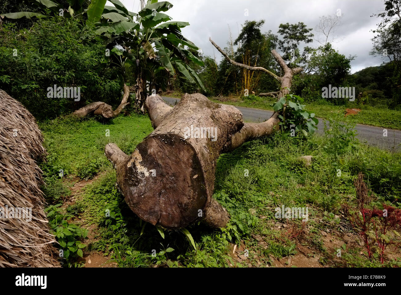 Trunk of a cut tree near a motorway in Comarca Quebrado Guabo reservation in Chiriqui province Republic of Panama Stock Photo