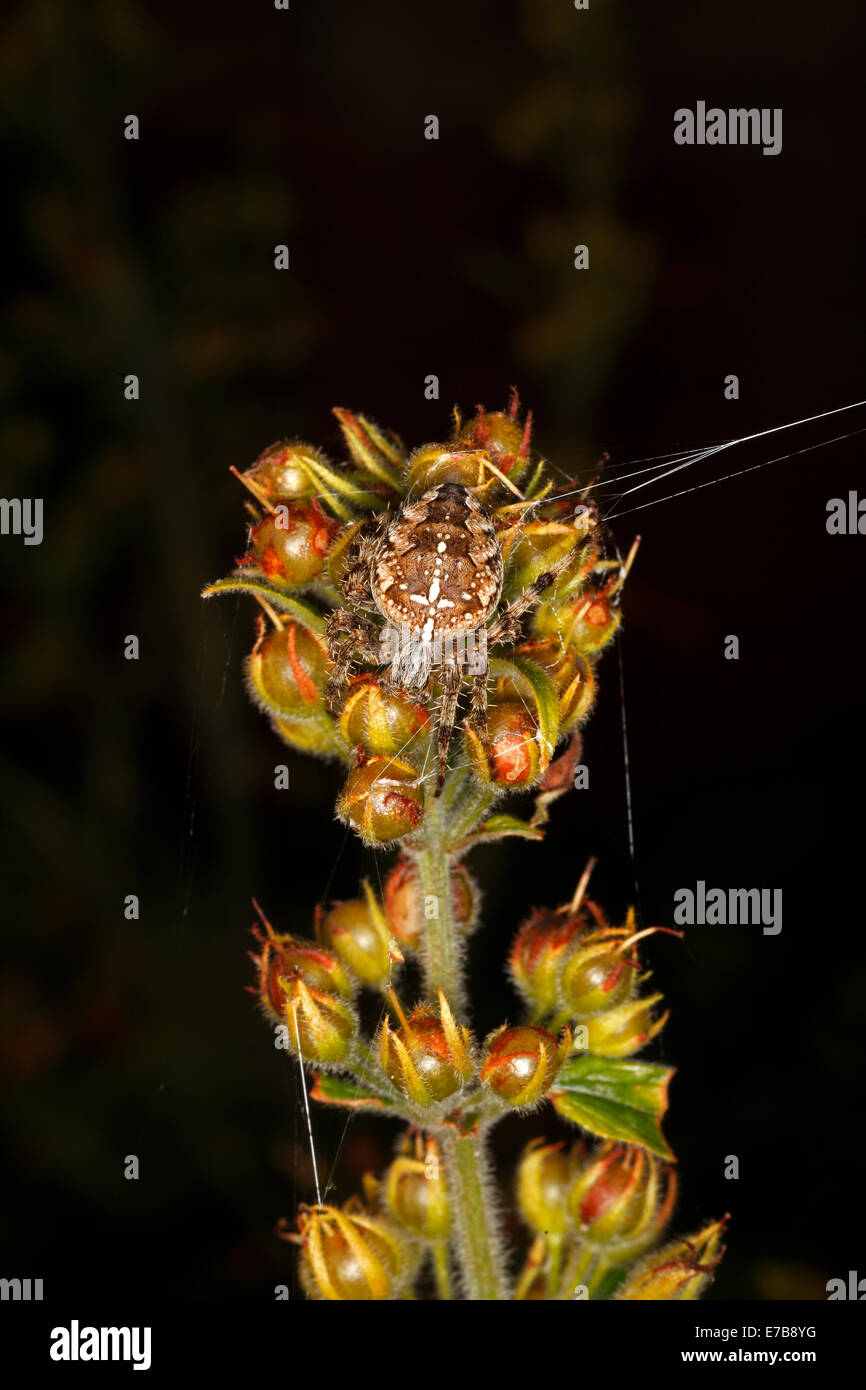 Araneus Diadematus British Garden Spider Stock Photo