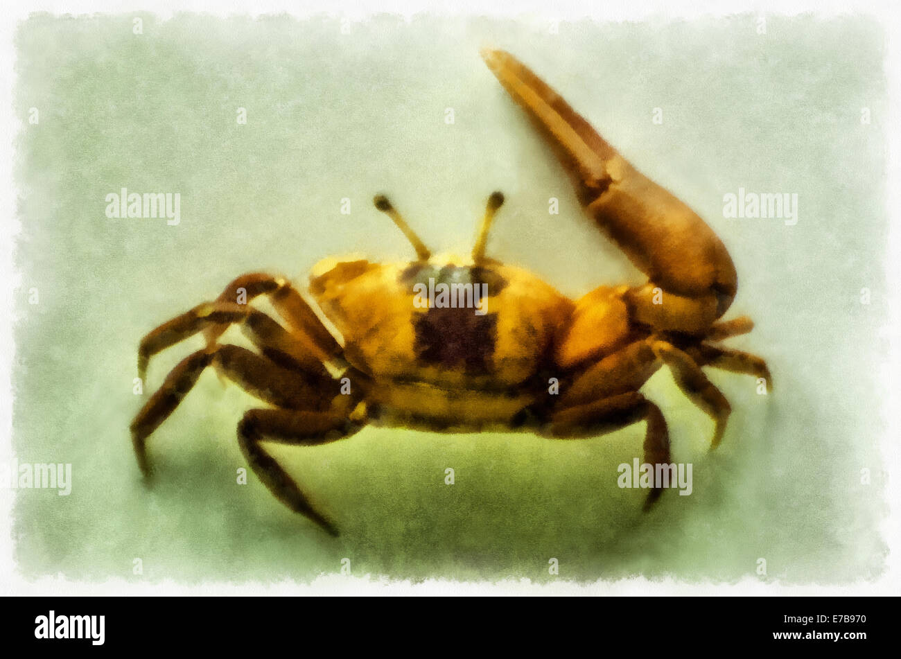 Crab, ( Lat. Uca tetragonon Herbst ), watercolor, Aquarell Stock Photo