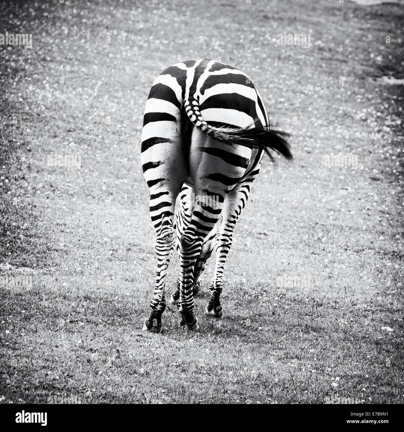 Zebras are several species of African equids (horse family) united by ...