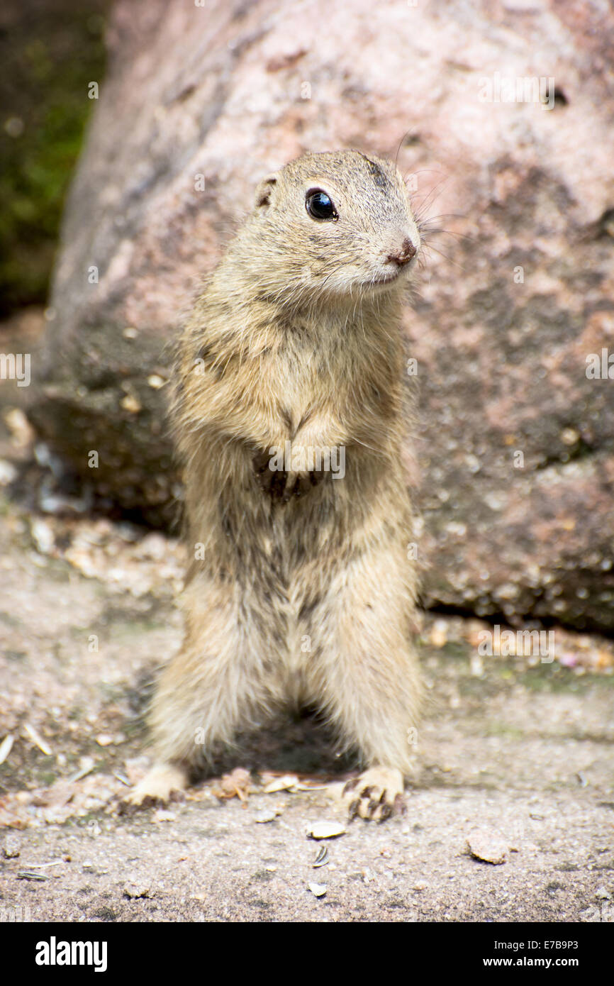 The European ground squirrel (Spermophilus citellus), also known as the European souslik, is a species from the squirrel family Stock Photo