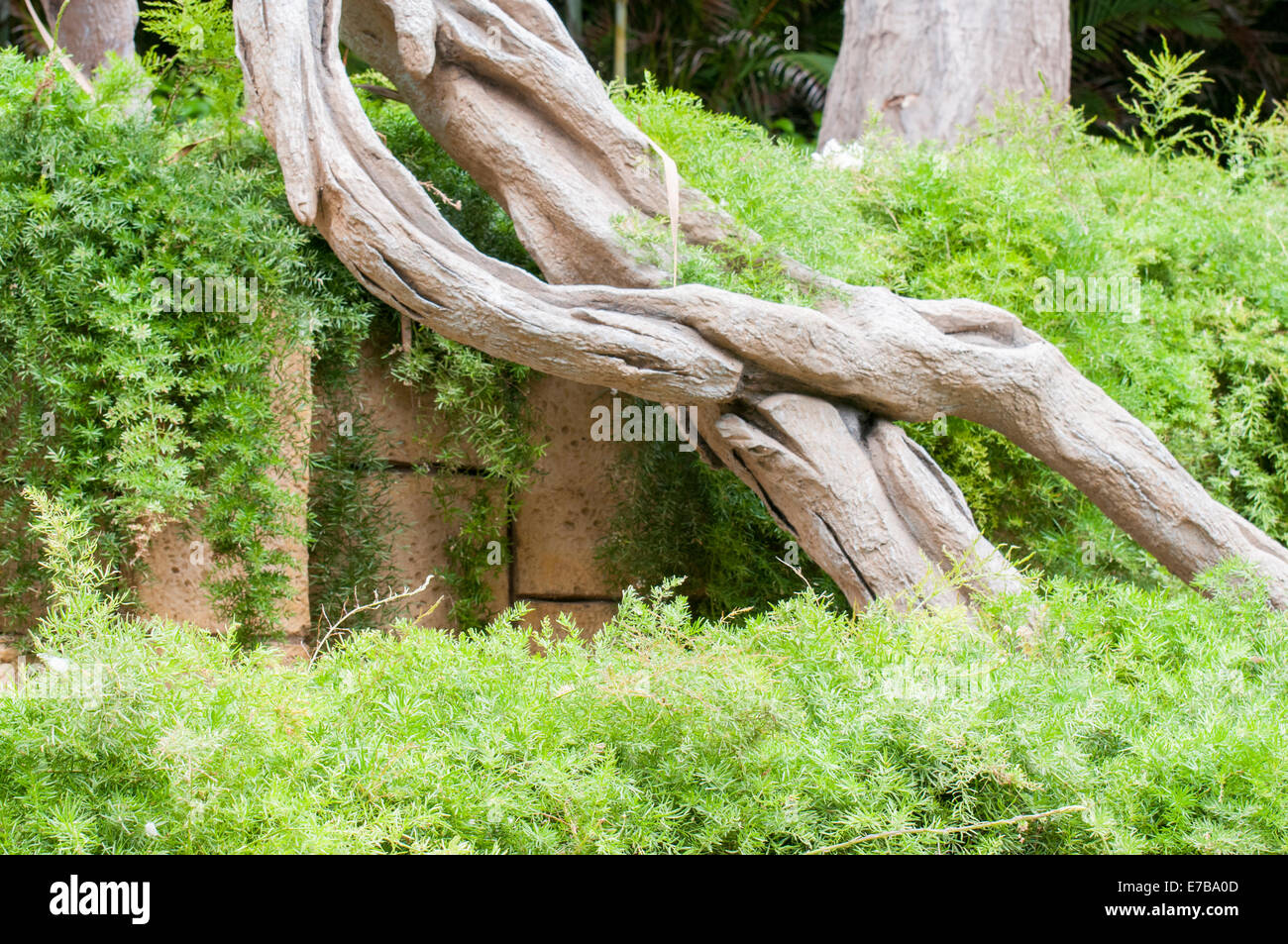 roots of a huge tree in the jungle Stock Photo Alamy
