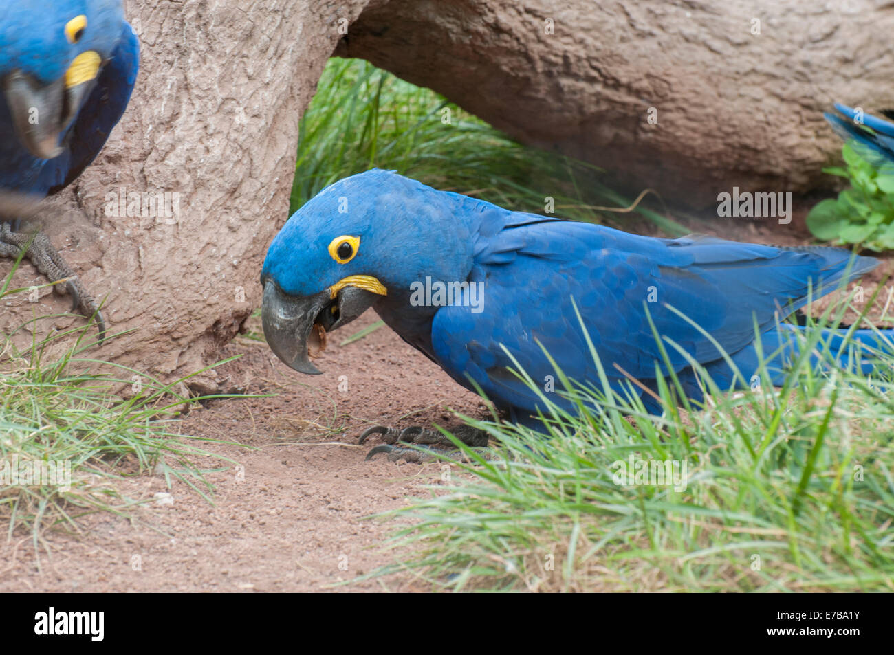 parrots in their jungle habitat surrounded Stock Photo Biology Diagrams