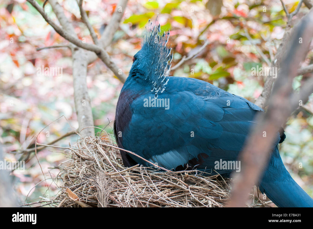 parrots in their jungle habitat surrounded Stock Photo Biology Diagrams