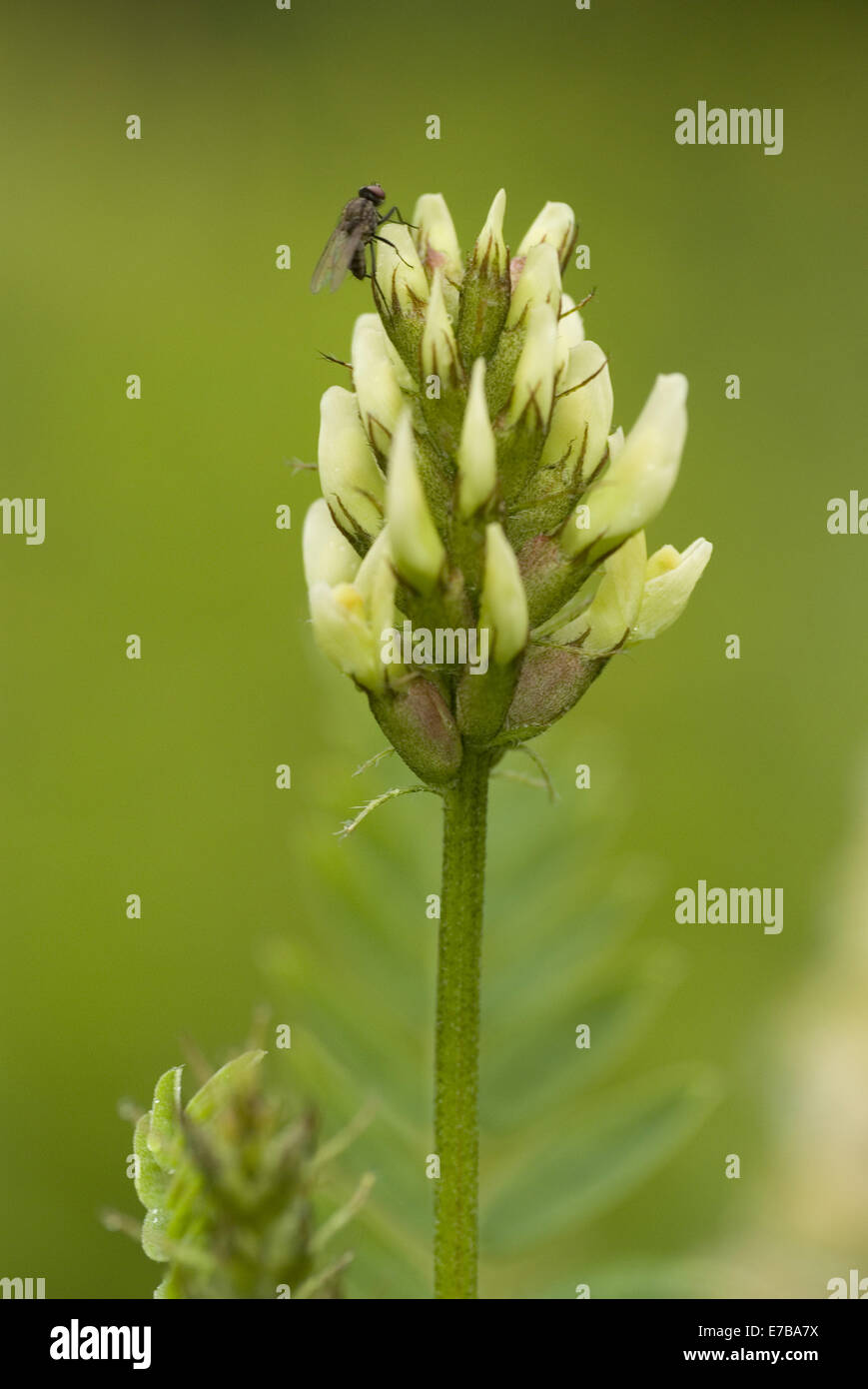 cicer milkvetch, astragalus cicer Stock Photo