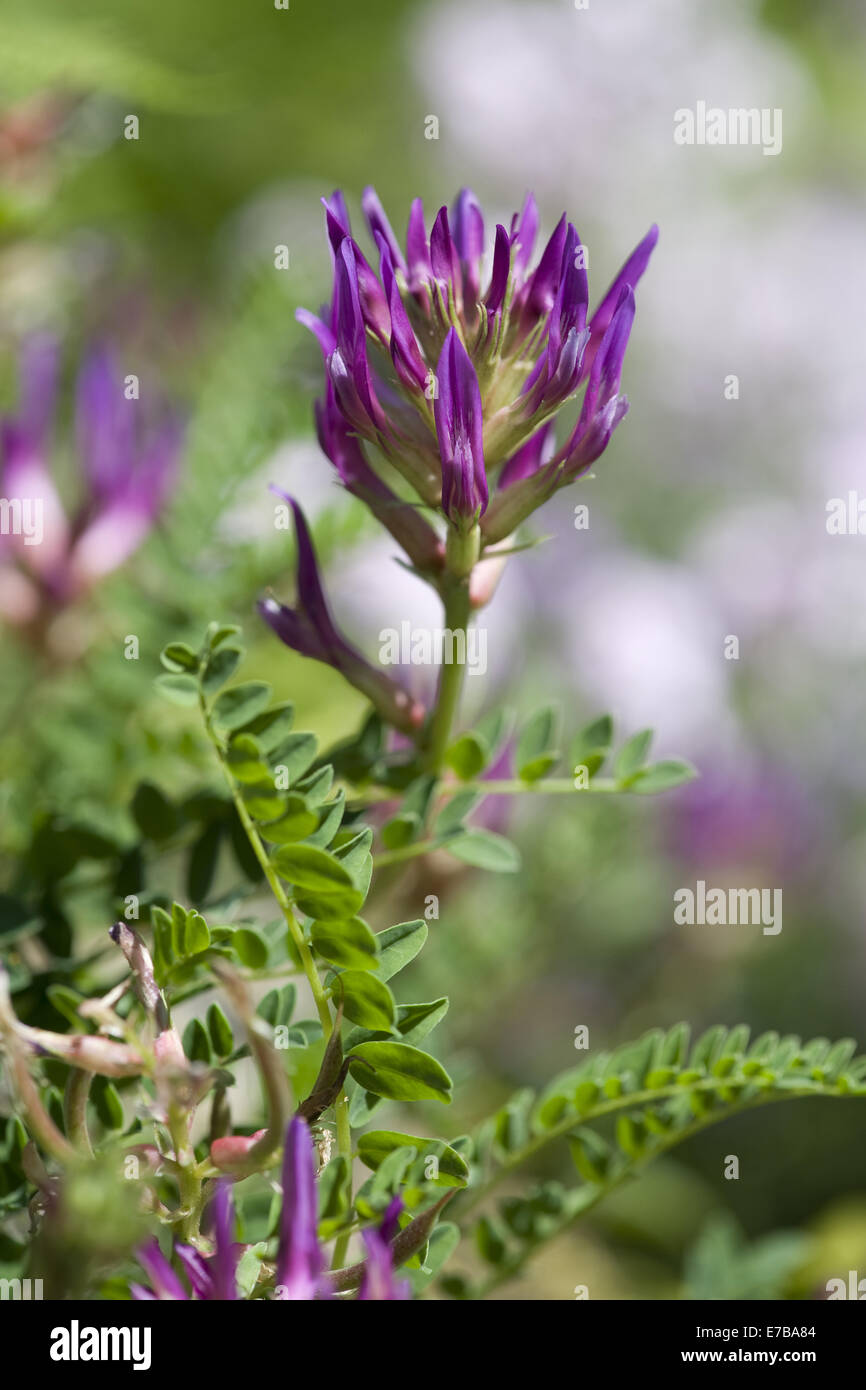 montpellier milkvetch, astragulus monspessulanus Stock Photo