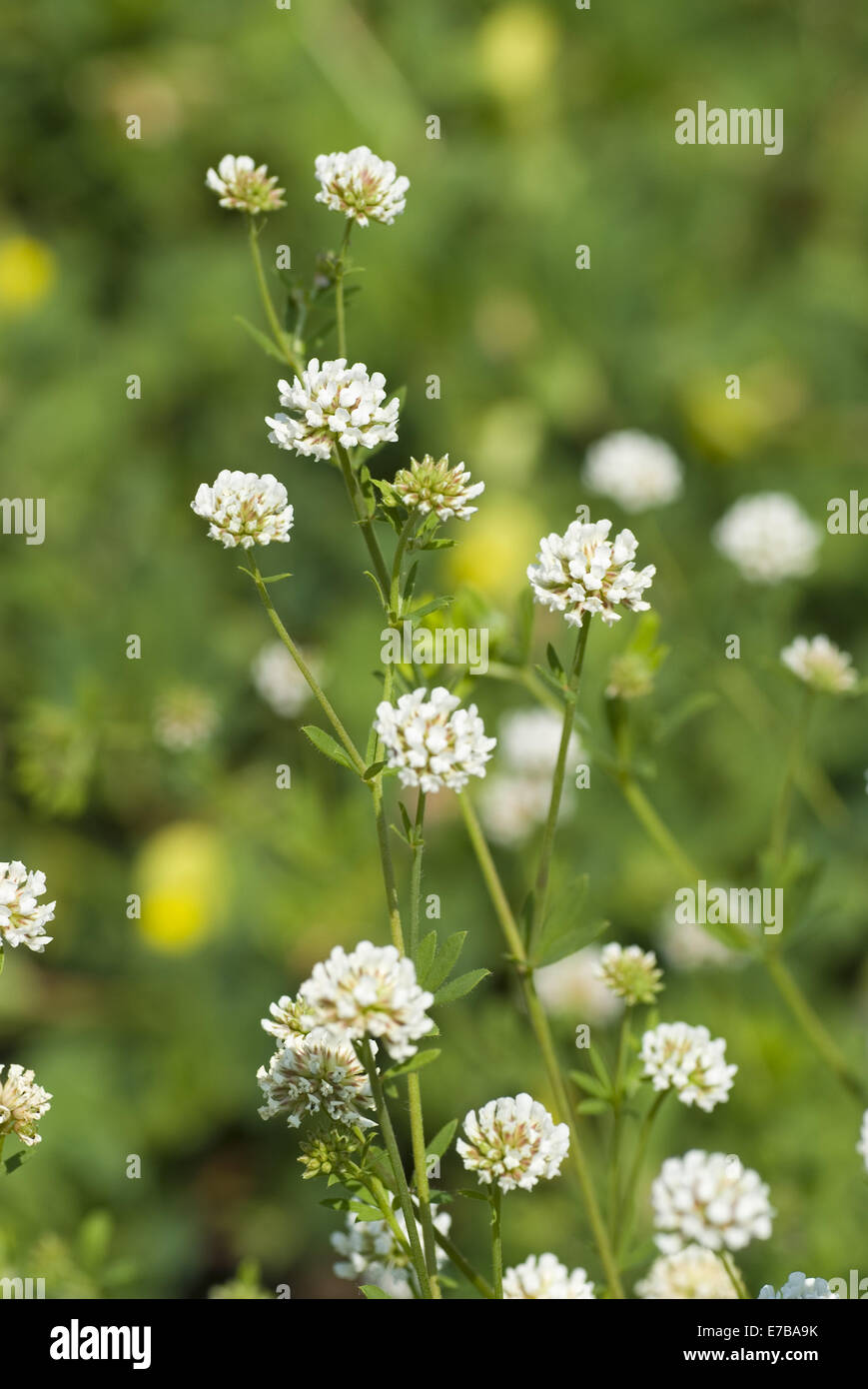 dorycnium herbaceum Stock Photo