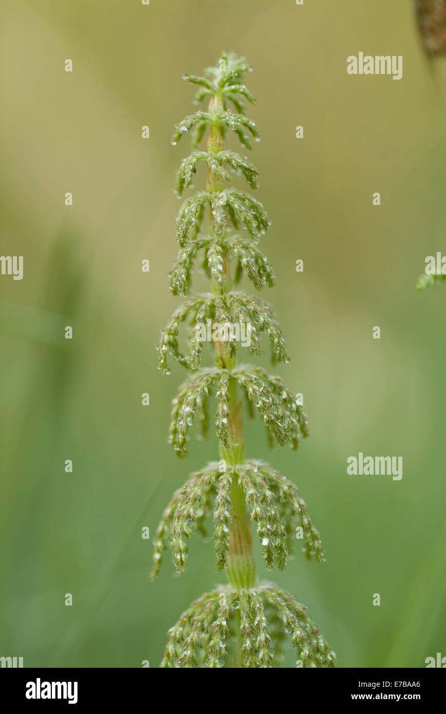 wood horsetail, equisetum sylvaticum Stock Photo