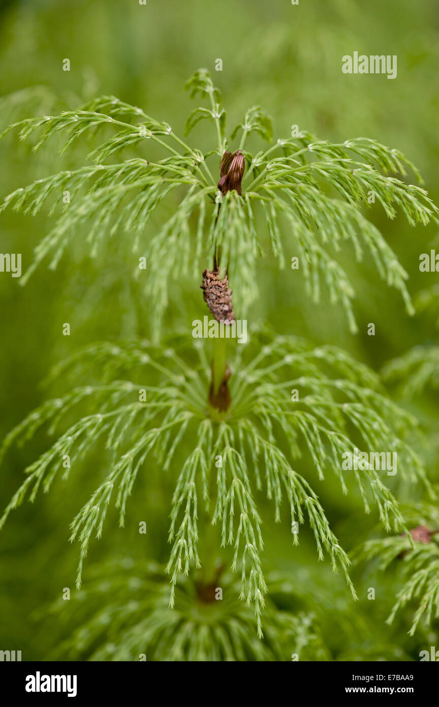 wood horsetail, equisetum sylvaticum Stock Photo