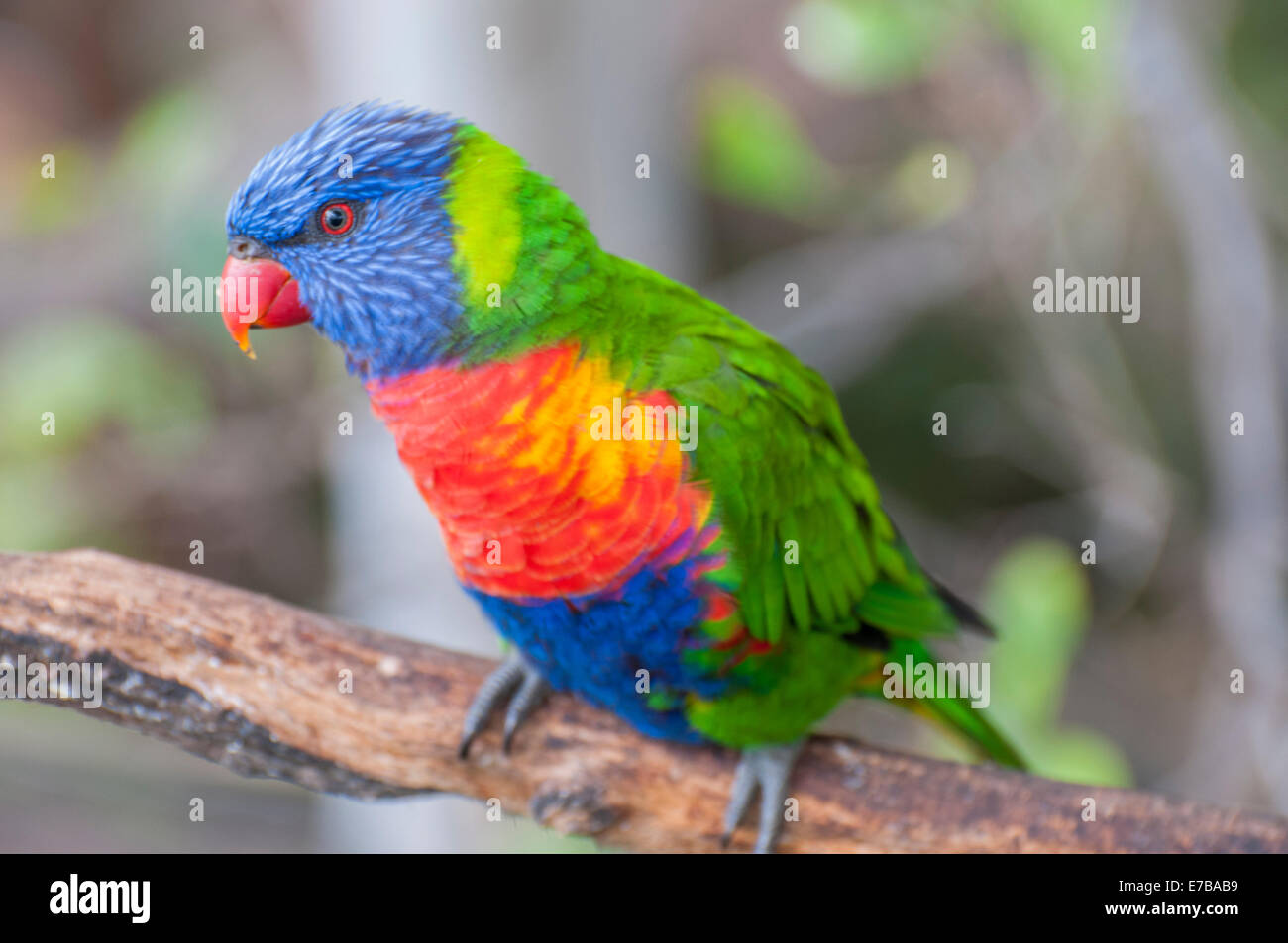 parrots in their jungle habitat surrounded Stock Photo Biology Diagrams