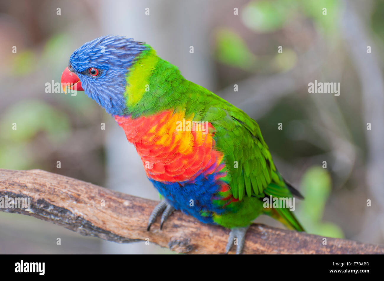 parrots in their jungle habitat surrounded Stock Photo Biology Diagrams