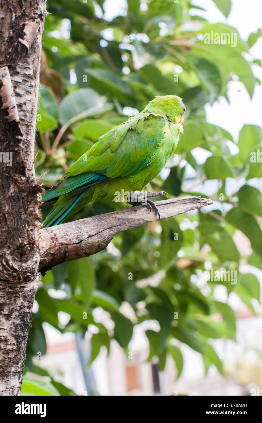 parrots in their jungle habitat surrounded Stock Photo Biology Diagrams