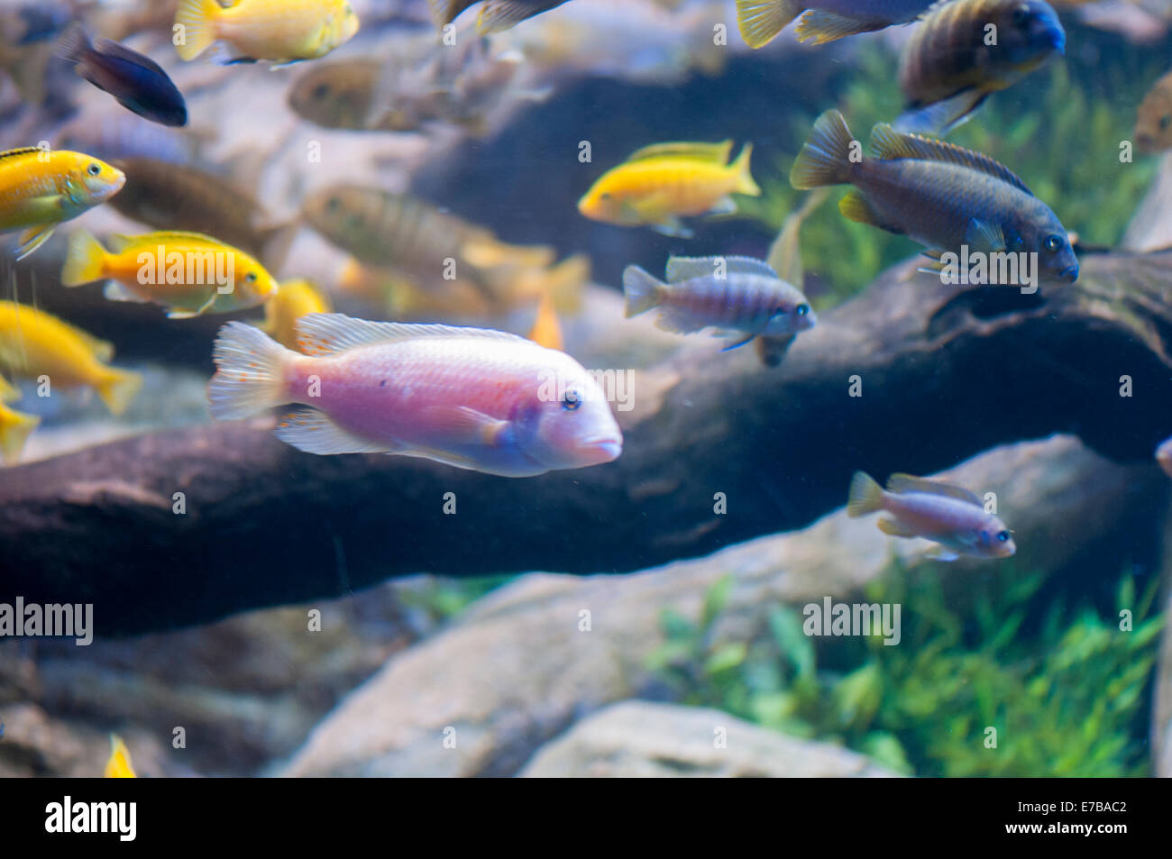tropical fish swimming on the seabed Stock Photo