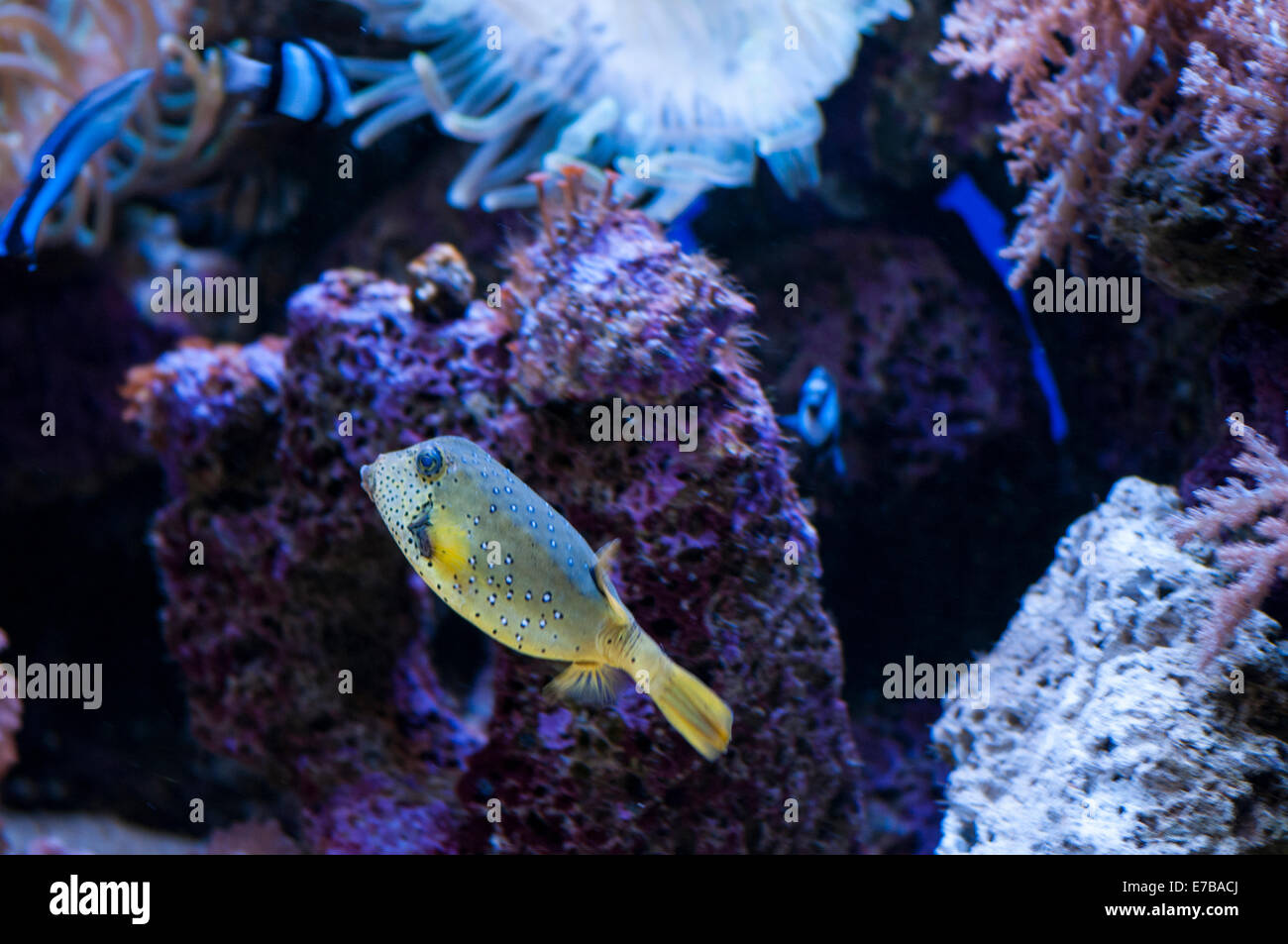 tropical fish swimming on the seabed Stock Photo