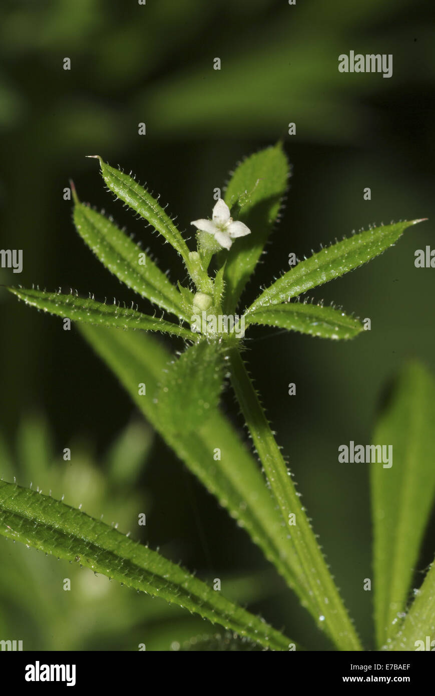 cleavers, galium aparine Stock Photo Alamy