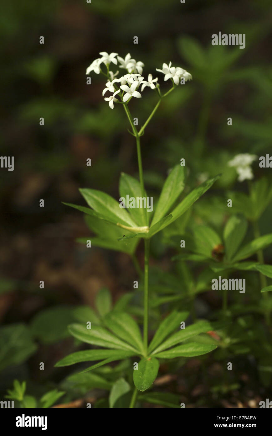 sweetscented bedstraw, galium odoratum Stock Photo