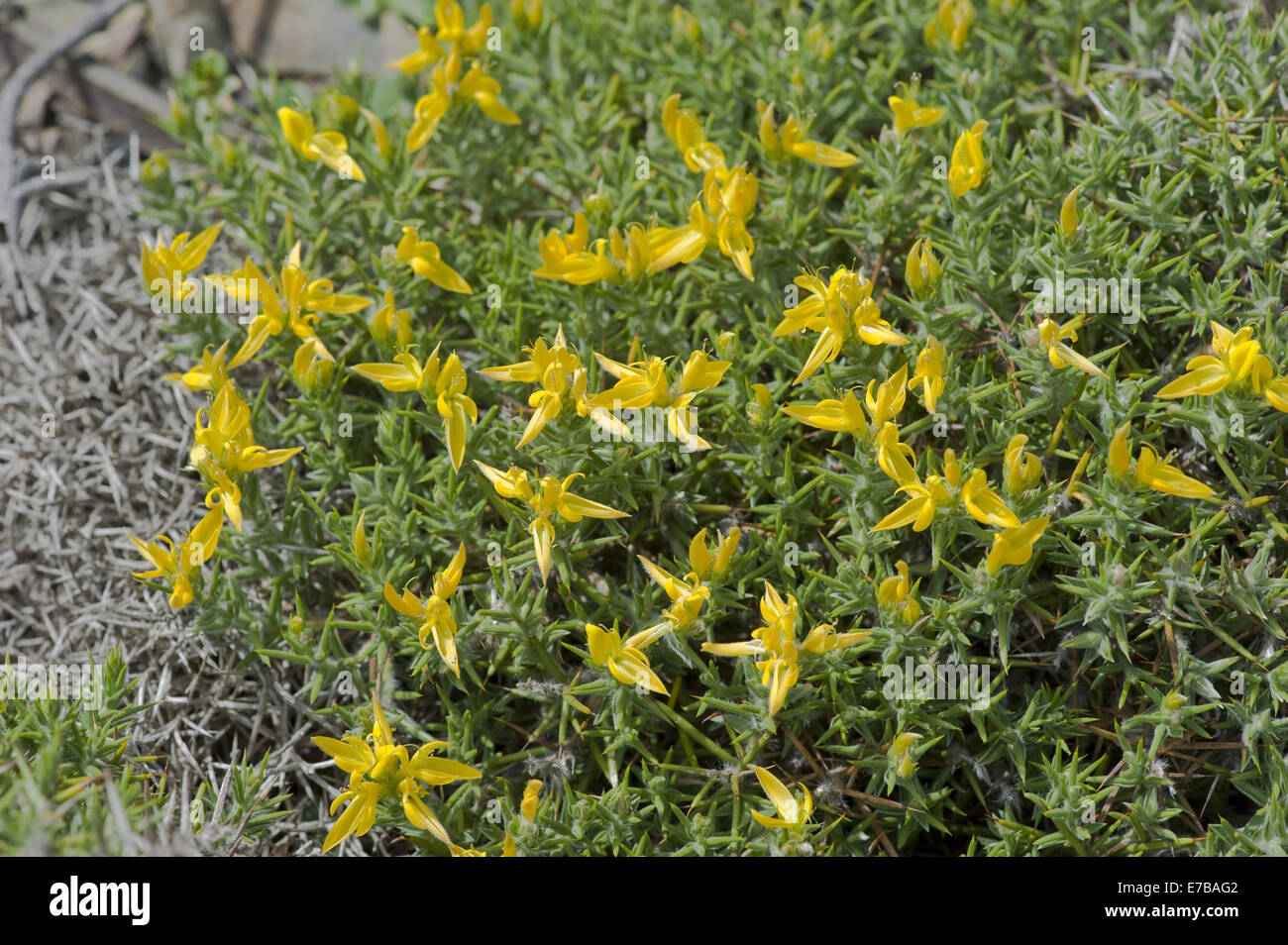 greenweed genista hirsuta subsp. algarbiensis Stock Photo