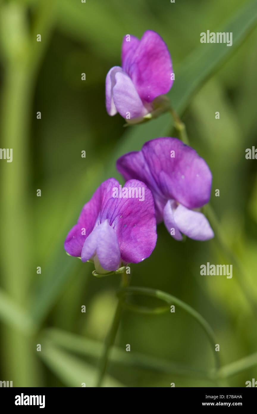 hairy vetchling, lathyrus hirsutus Stock Photo