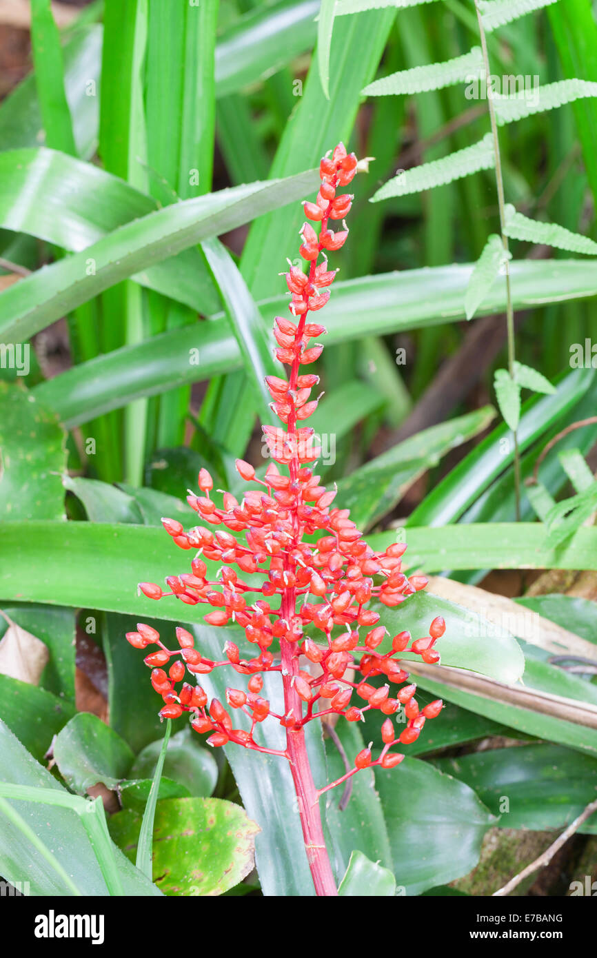 Aechmea fulgens, also known as coralberry, Indonesia Stock Photo