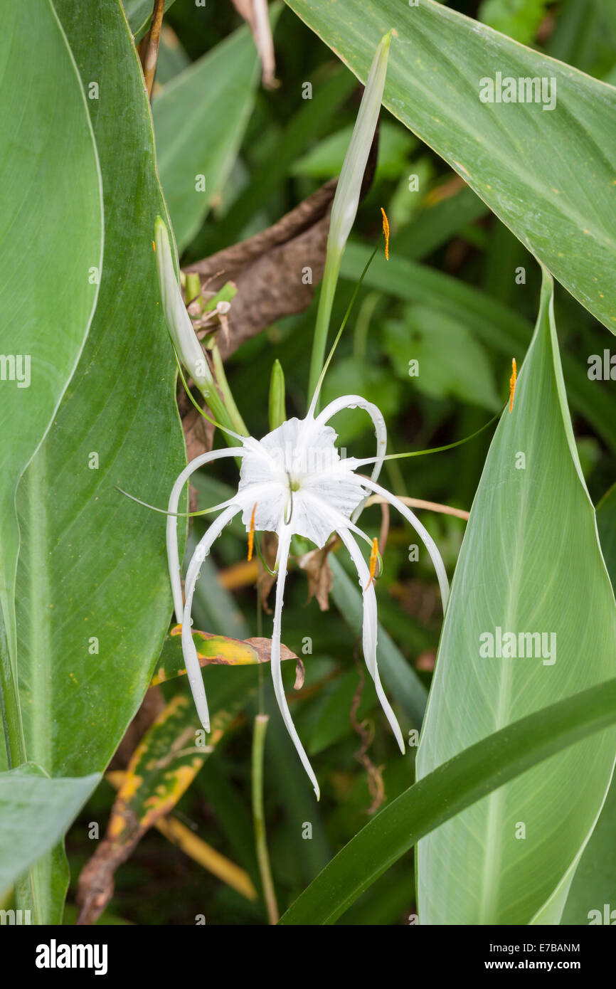 Hymenocallis littoralis or beach spider lily, Indonesia Stock Photo