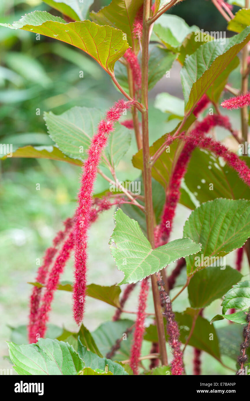 Acalypha hispida, also known as cat tail, chenille plant, red hot cattail, foxtail, red hot poker, Indonesia Stock Photo