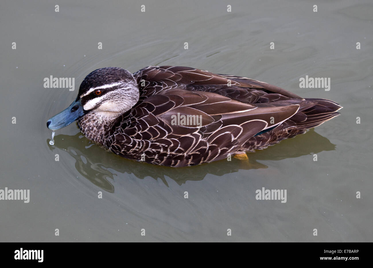 Australian Black Duck (anas superciliosa Stock Photo Alamy